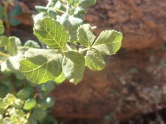Searsia populifolia