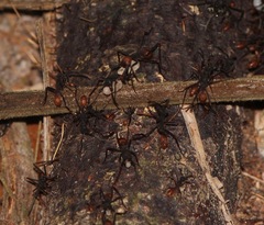 Eciton burchellii