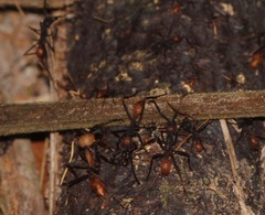 Eciton burchellii