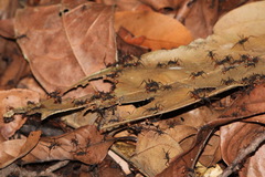 Eciton burchellii