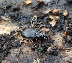 Ophiocordyceps entomorrhiza