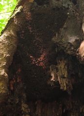 Eciton burchellii