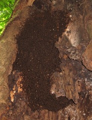 Eciton burchellii