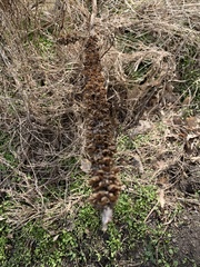 Verbascum thapsus