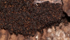 Eciton burchellii