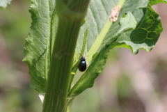 Gastrophysa atrocyanea