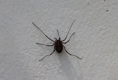 Himalphalangium spinulatum