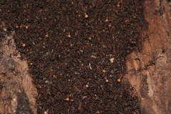 Eciton burchellii