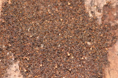 Eciton burchellii