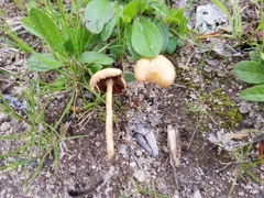 Agrocybe pusiola
