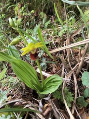 Calanthe tricarinata