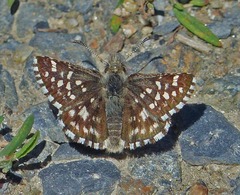 Pyrgus ruralis