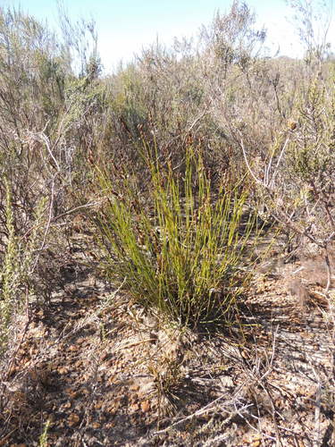 Image of Elegia vaginulata by (c) Jacques van der Merwe, some rights reserved (CC BY-SA)