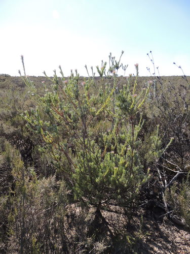Image of Leucadendron verticillatum by (c) Jacques van der Merwe, some rights reserved (CC BY-SA)