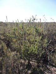 Leucadendron verticillatum