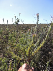 Leucadendron verticillatum