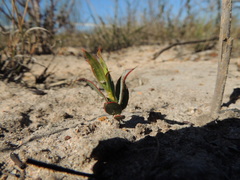 Protea odorata