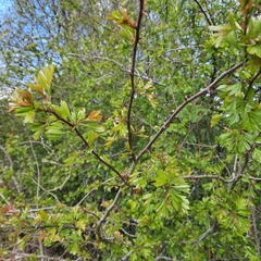 Crataegus monogyna