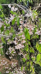 Prunus serrulata