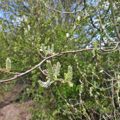 Salix