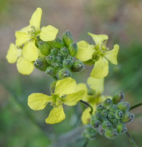 Indian hedgemustard (Sisymbrium orientale)