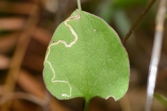 Zapyrastra calliphana