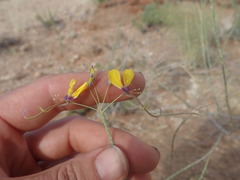 Cleome angustifolia