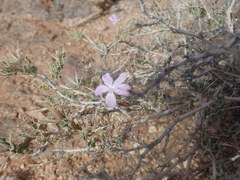 Barleria rigida