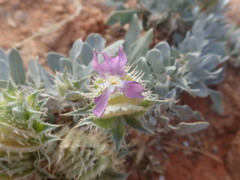 Barleria lichtensteiniana