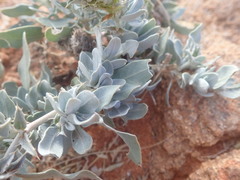 Barleria lichtensteiniana