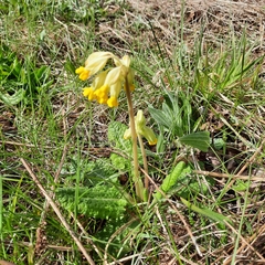Primula veris
