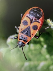 Pyrrhocoris apterus