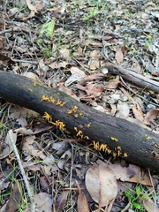 Calocera guepinioides