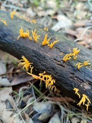 Calocera guepinioides