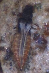 Panchaetothripidae