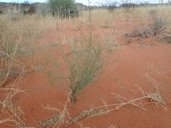 Polygala leptophylla