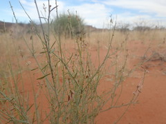 Polygala leptophylla