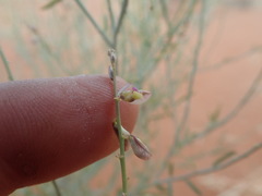 Polygala leptophylla