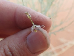 Polygala leptophylla