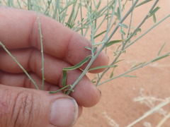Polygala leptophylla
