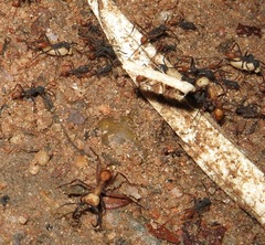 Eciton burchellii