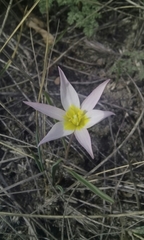 Tulipa patens