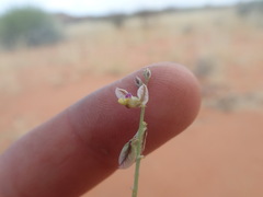 Polygala leptophylla