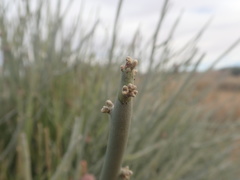 Euphorbia gregaria