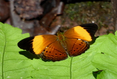 Cirrochroa orissa