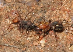 Eciton burchellii