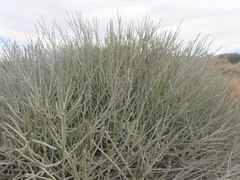 Euphorbia gregaria