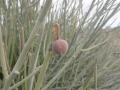 Euphorbia gregaria