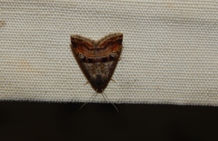 Ozarba megaplaga