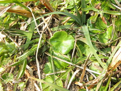Hydrocotyle vulgaris